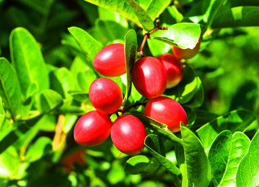 Miracle Fruit Tree - 3 Gallon Pot - Synsepalum dulcificum - Unique Taste-Altering Berries - Indoor/Outdoor Plant