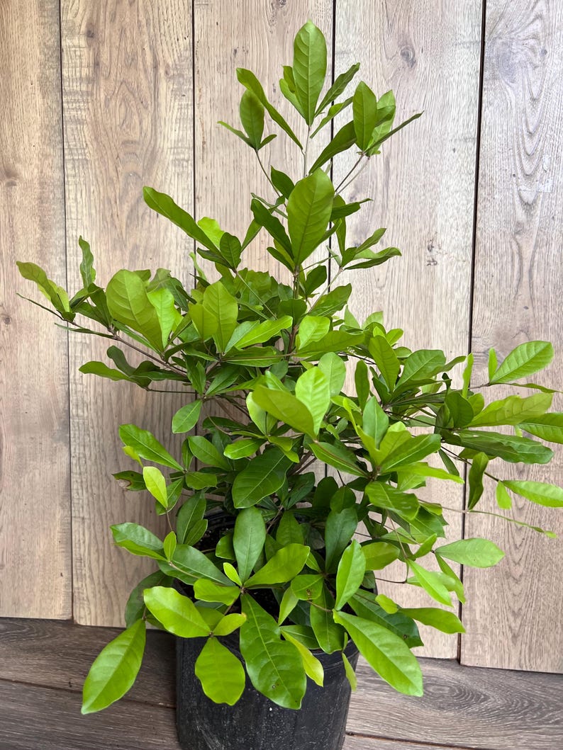 Miracle Fruit Tree 6" Pot Synsepalum dulcificum - Unique Taste Altering Berry Plant for Indoors and Outdoors