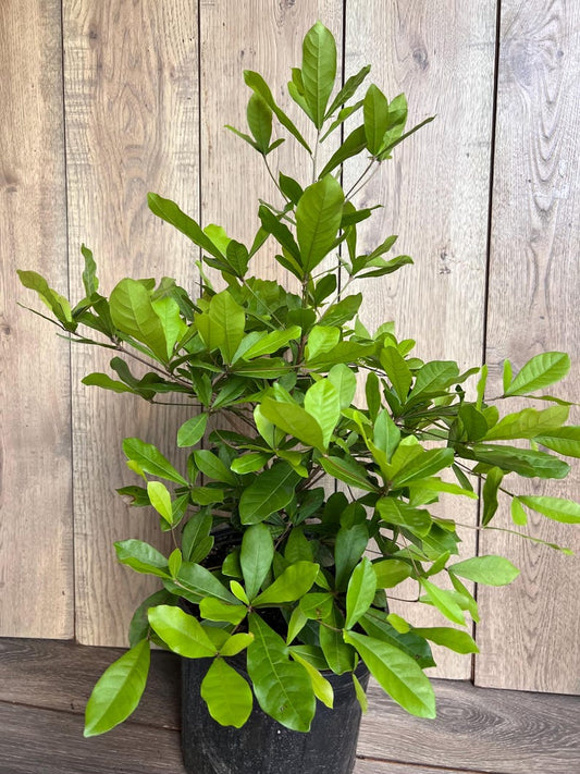 Miracle Fruit Tree 6" Pot Synsepalum dulcificum - Unique Taste Altering Berry Plant for Indoors and Outdoors
