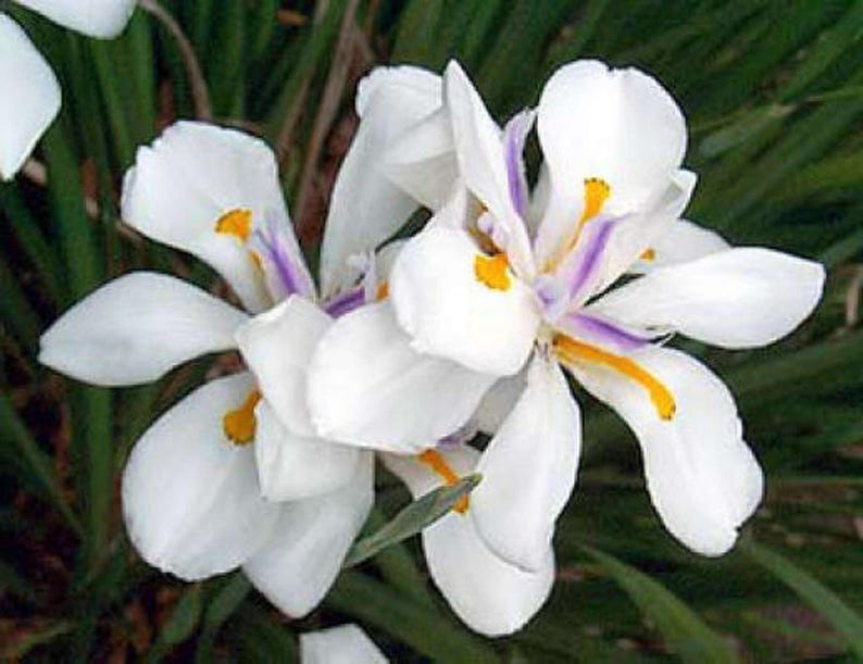 White African Iris in 6" Pot - Dietes Iridioides, Fortnight Lily, Perennial Plant with Elegant White Flowers