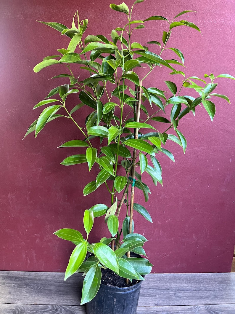 Cinnamon Tree in 10" Pot, Ceylon Cinnamon, Cinnamomum zeylanicum, Aromatic Spice Plant for Culinary Use