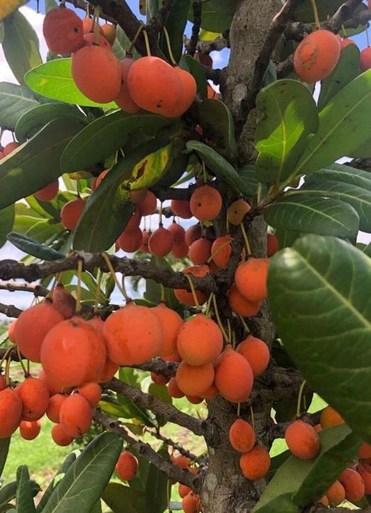 Imbe Tree in 6" Pot, African Mangosteen, Garcinia Livingstonei, Tropical Fruit Plant for Home Garden