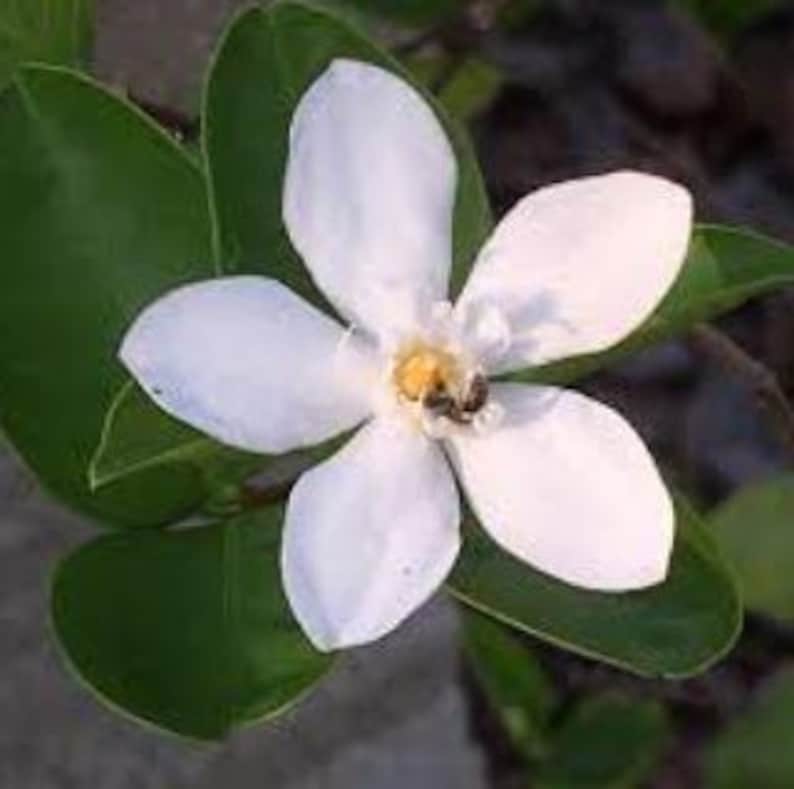 Arctic Snow Bush Flowering Plant in Half Gallon Pot - Easy to Grow Pot Plant (Eriogonum niveum)