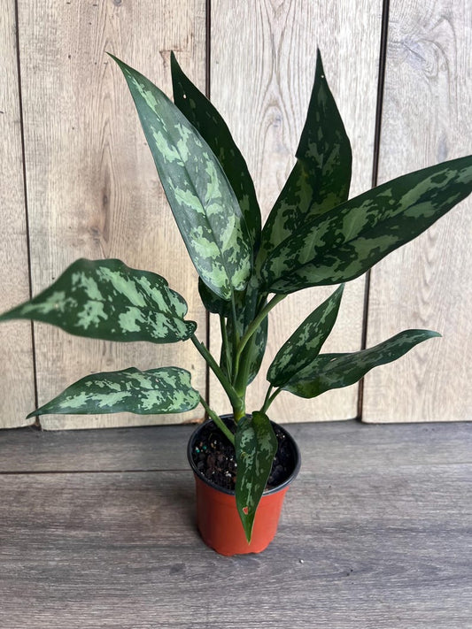 Aglaonema Maria Plant in 4" Pot - Colorful Chinese Evergreen, Aglaonema 'Maria' - Easy Care Indoor Houseplant