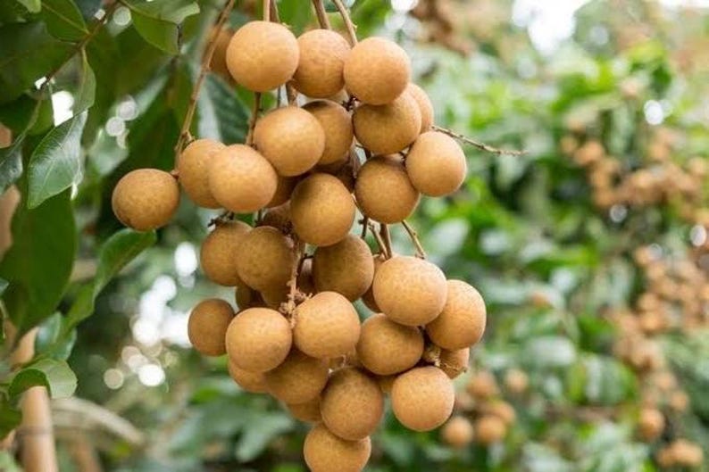 Kohala Longan Plant in 4" Pot, Sweet Butterscotch Fruit, Dimocarpus longan, Ideal for Tropical Climates - No Shipping HI or CA