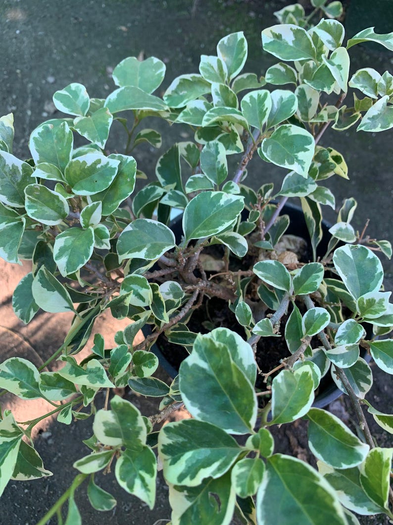 Bougainvillea Plant - 6" Pot - White Stripe Variety - Perfect for Bonsai - Bougainvillea glabra