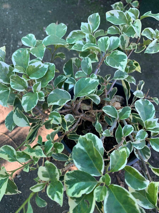 Bougainvillea Plant - 6" Pot - White Stripe Variety - Perfect for Bonsai - Bougainvillea glabra