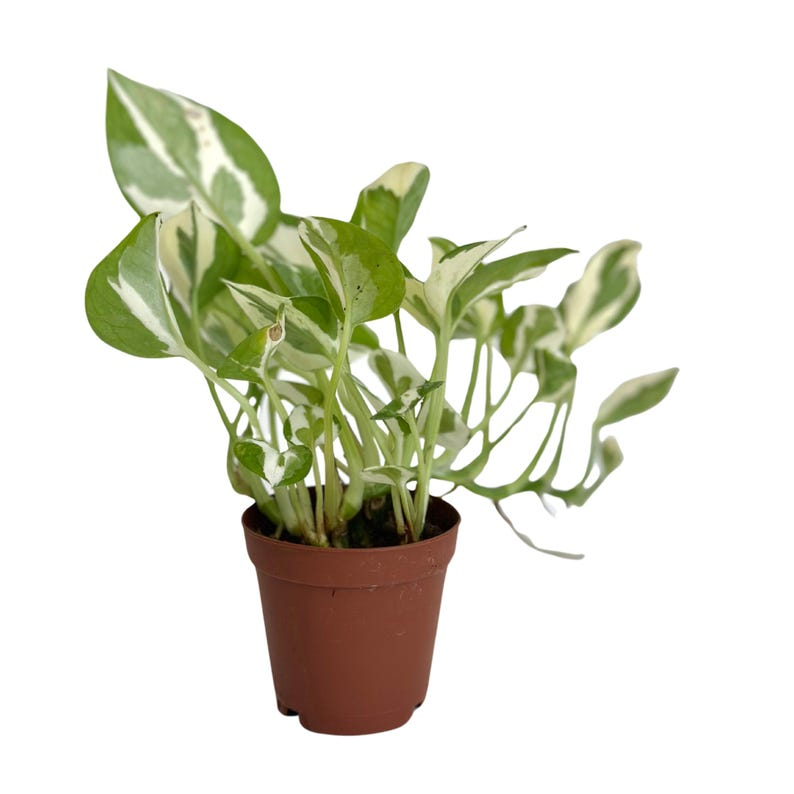 Pothos N Joy Live Plant Variegated Epipremnum Aureum Rooted Indoor Starter Houseplant Gift Cutting