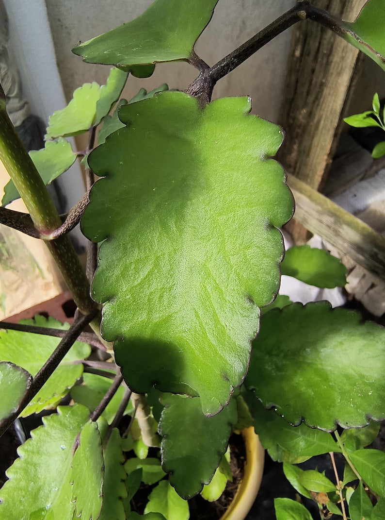5 Leaves Organic Miracle Leaf Plant - Kalanchoe Pinnata - Leaf of Life - Cathedral Bells - Indoor/Outdoor Gardening