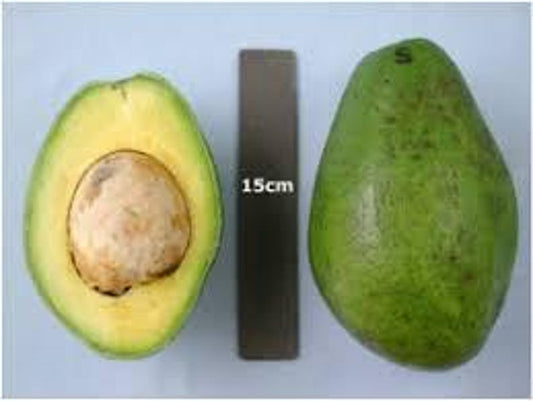 Grafted Simon Avocado Tree - 2 Feet Tall - Simmonds Variety - Ships in 3Gal Pot - Creamy Flavor Avocado Plant