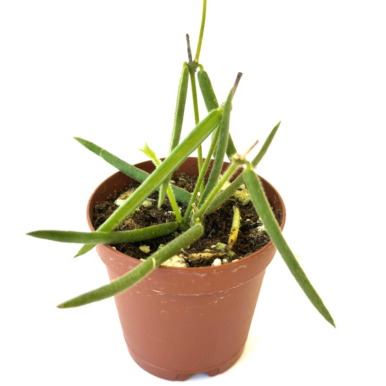 Hoya Linearis Live Plant Rare Trailing Hoya 2 Inch Pot Rooted Starter Houseplant