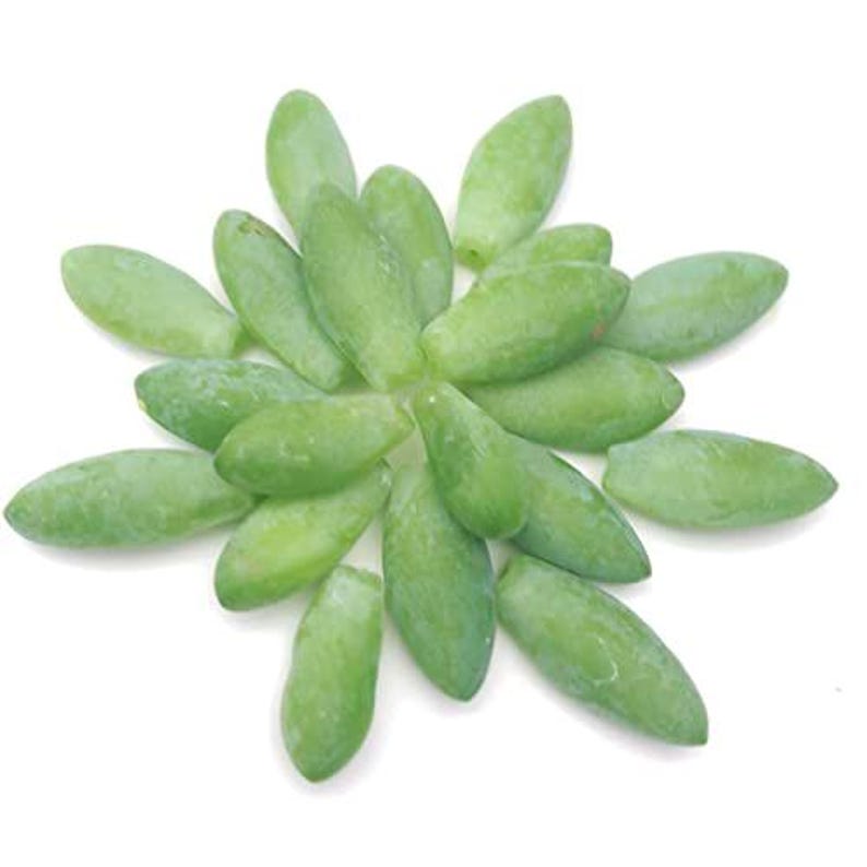 20 Organic Burro's Tail Leaves for Propagation - Donkey Tail Succulent - Sedum morganianum - Fresh Succulent Cuttings for Planting