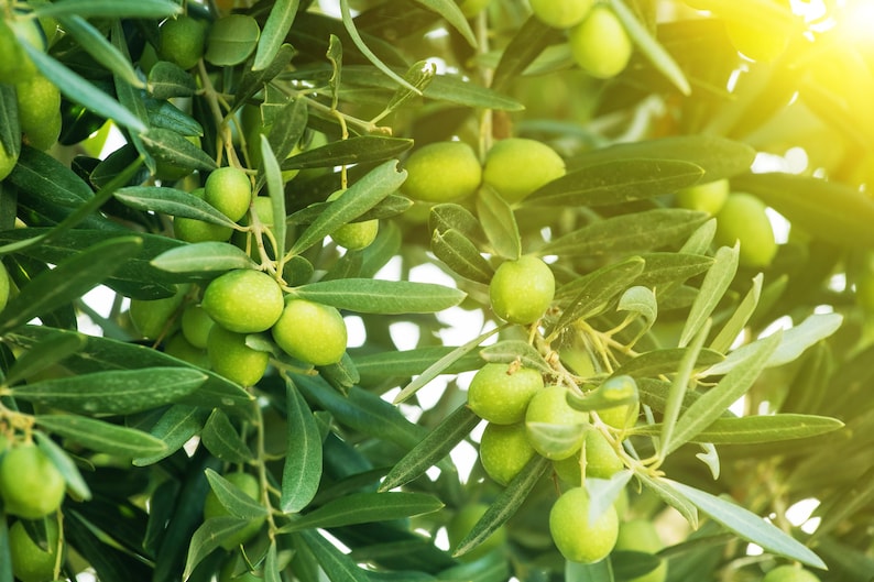 Arbequina Olive Tree - Half Gallon Pot - Small House Plant - Olea europaea - Ideal Housewarming Gift