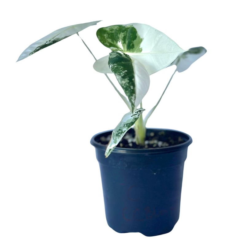 Variegated Alocasia Frydek Live Plant Green Velvet Rare Indoor Tropical Houseplant 4 Inch Rooted Gift