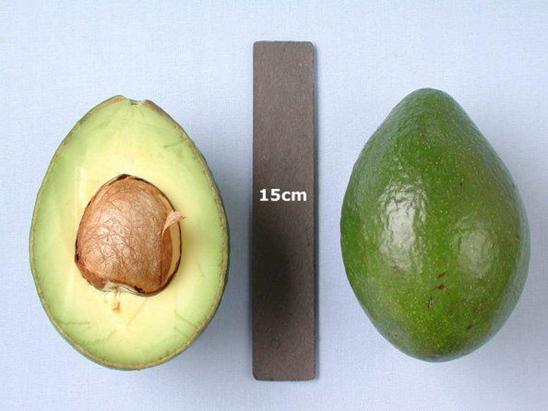 Grafted Booth8 Avocado Tree - 2 Feet Tall - 3 Gallon Pot - Persea americana