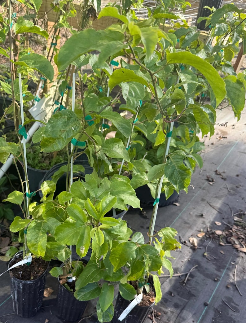 Yellow Passion Fruit Plant Live Vine 2 to 3ft Tall Tropical Passiflora Edulis Fruit Vine Garden No Ship to California
