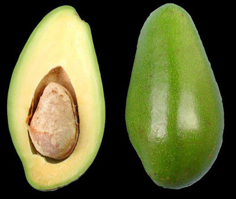 Doni Avocado Tree - Grafted 3Gal Pot - Florida's Premium Variety - Persea americana