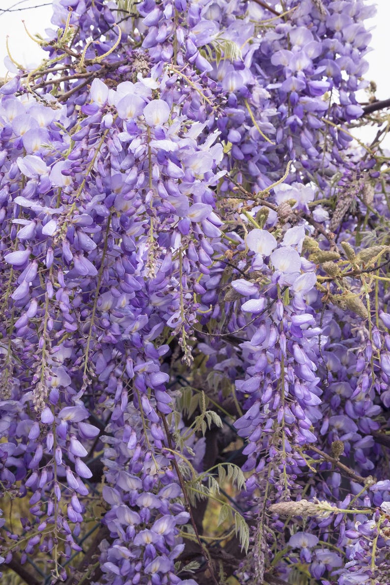 Chinese Wisteria Plant - 1 to 2 Feet Tall - Fragrant Violet-Blue Flowers - Wisteria sinensis - 6" Pot