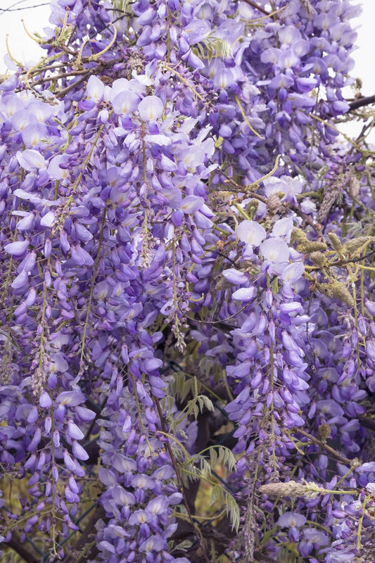 Chinese Wisteria Plant - 1 to 2 Feet Tall - Fragrant Violet-Blue Flowers - Wisteria sinensis - 6" Pot