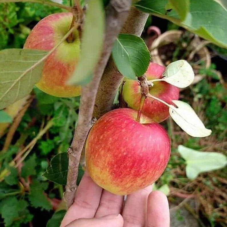 Anna Apple Tree - 3 Gal Pot - Low Chill Variety - Malus domestica - Ideal for Mild Climates - Self-Fruitful - Sweet Apples