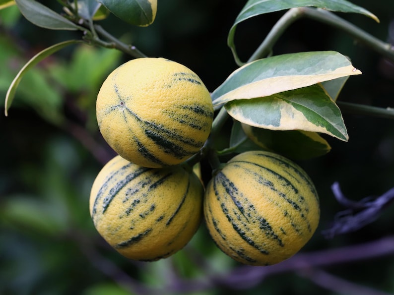 Variegated Pink Lemon Tree 1/2 Gallon Pot, Citrus limon 'Eureka Variegated Pink', Air Layered, Florida Shipping Only