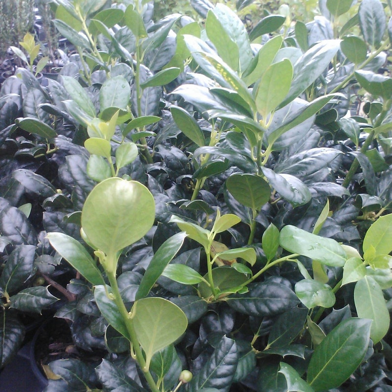 25 Nellie R. Stevens Holly Trees in 3" Containers - Ilex x 'Nellie R. Stevens' - Ideal for Hedges and Privacy Screens