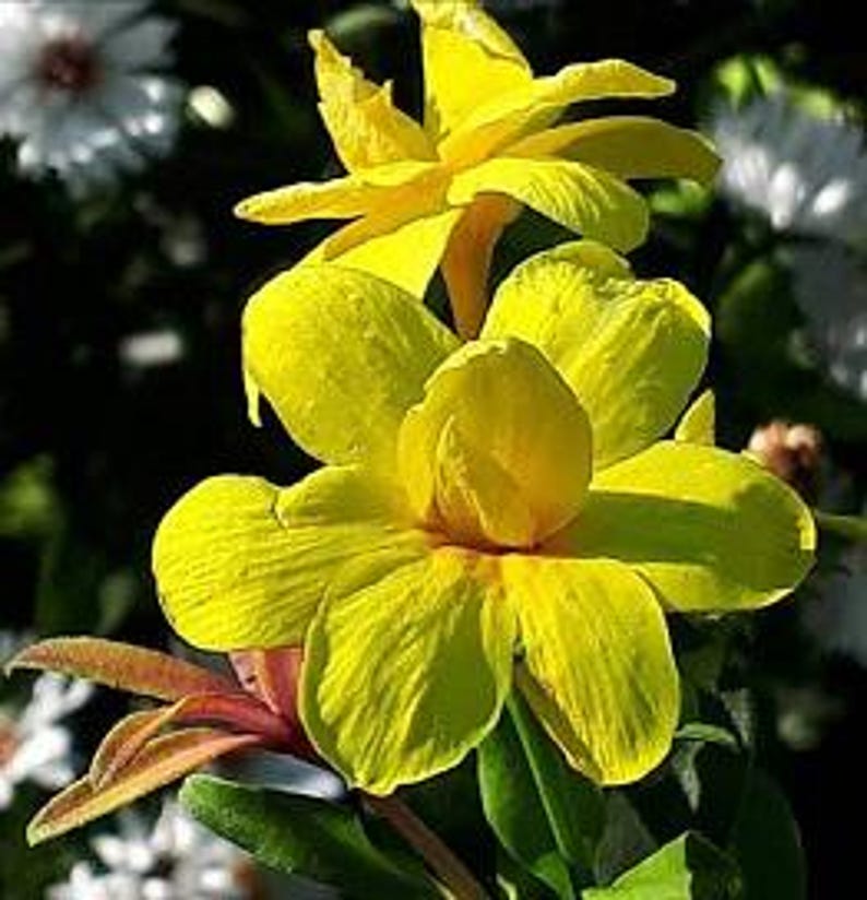 Primrose Jasmine Plant - 6" Pot - Jasminum mesnyi - Evergreen Shrub with Yellow Flowers - Fast Growing, Deer Resistant