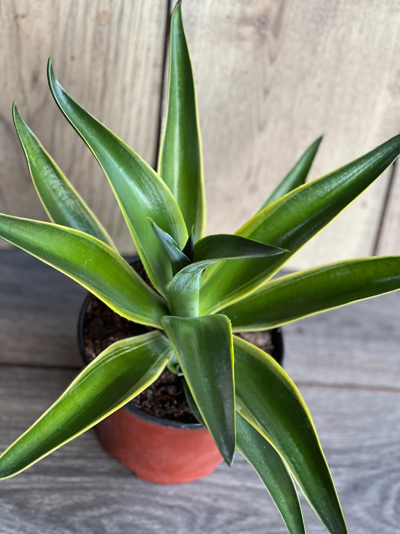 Agave Desmettiana Variegata in 6" Pot - Low Maintenance Succulent with Striking Green and Creamy Leaves - Agave desmettiana variegata