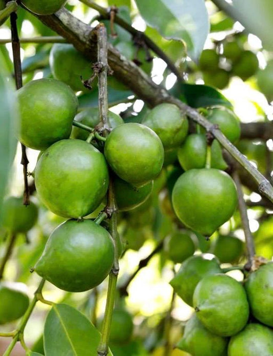 Black Sapote Tree in 3 Gallon Pot, Grafted Chocolate Pudding Fruit, Diospyros digyna - Tropical Dessert Plant