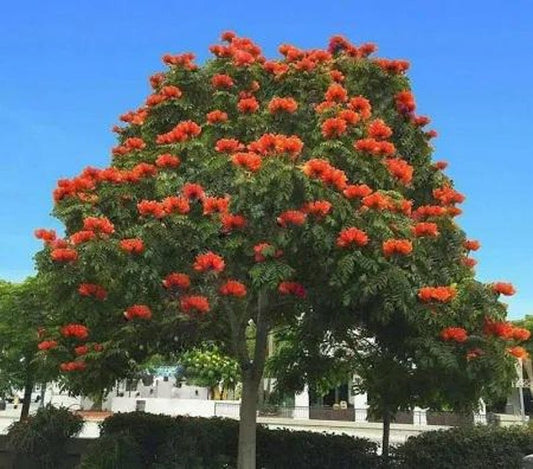 African Tulip Tree - 2 to 3 Feet - Bignonia Family - Potted in 3 Gallon Pot - Exotic Tropical Plant