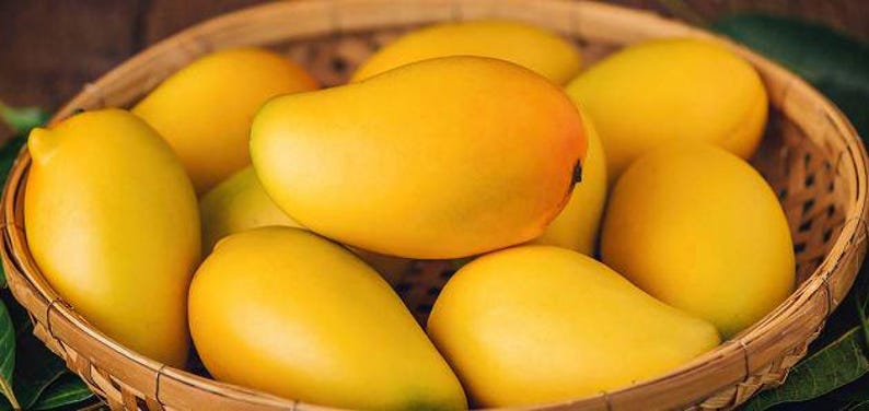 Kesar Mango Tree in 1 Gal Pot - Dwarf Variety, 12-16 Inch Height, Mangifera indica, Ideal for Patio Gardening