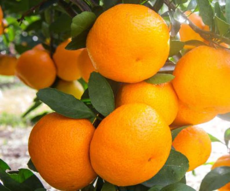 Satsuma Mandarin Orange Tree 2ft Grafted Owari Variety | Citrus Reticulata | Florida Only Shipping