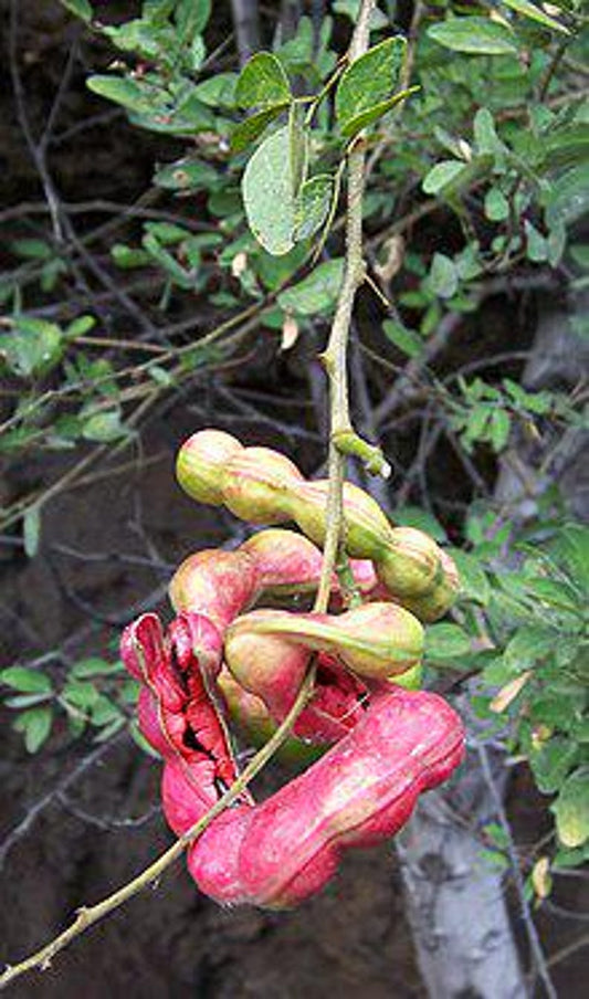 Guamuchil Plant - 4 Feet Tall - Pithecellobium dulce - Live Plant in 3 Gal Pot - Edible Pods & Fodder Tree