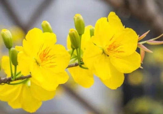 Mai Vàng Plant - 3 Gal Pot - 2 to 3 Feet Tall - Ochna integerrima - Vietnamese Golden Apricot Tree