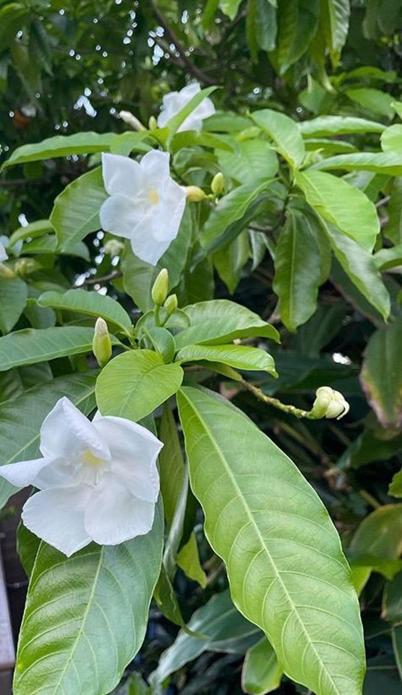 Milky Way Tree in 6" Pot, Stemmadenia litoralis, Tropical Ornamental Plant with Fragrant White Flowers