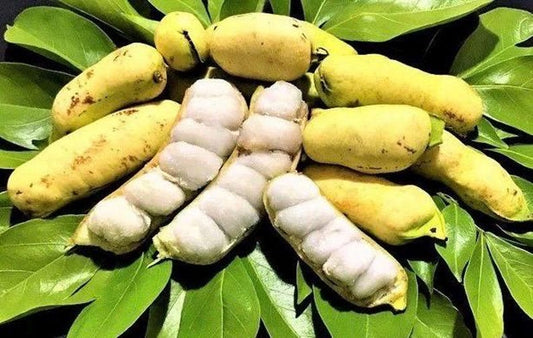 Ice Cream Bean Tree in 3 Gallon Pot, Inga edulis, Tropical Exotic Fruit for Garden, Sweet Vanilla Flavor Pods