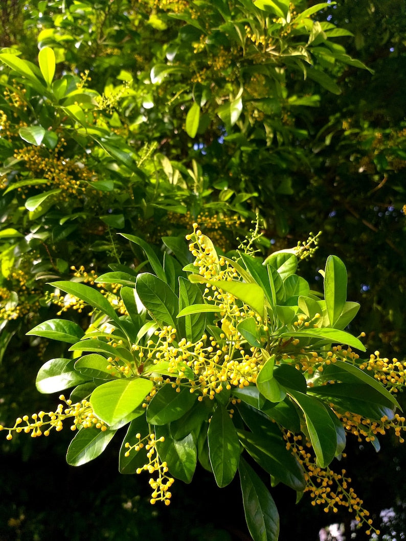 Chinese Perfume Tree in 10" Pot, Aglaia odorata, Fragrant Yellow Flowers, Evergreen Ornamental Plant