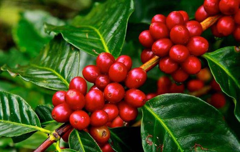 Organic Arabica Coffee Plant - 10-16 Inch Live Plant in Half Gallon Pot - Coffea arabica - Easy to Grow, Produces Beans in 1-2 Years