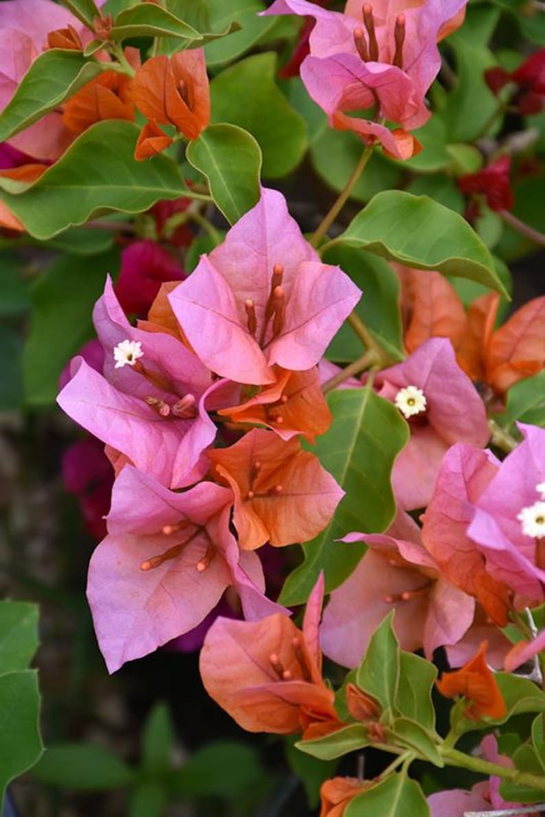 Bougainvillea Plant 3Gal Pot Rosenka Variety - Bougainvillea glabra