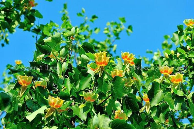 Tulip Tree Sapling - Up to 3 ft Tall - Liriodendron tulipifera - Hardy Tree for Landscape and Gardens