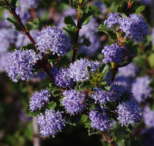 Ceanothus 'Blue Jeans' - 6" Pot Evergreen Mountain Lilac - Lavender Flowers - Hardy Hybrid - Alkaline Soil Tolerant