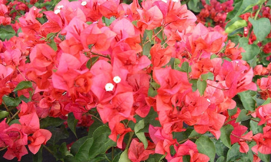 Bougainvillea Plant 3gal Climbing Miss Manila Bougainvillea glabra