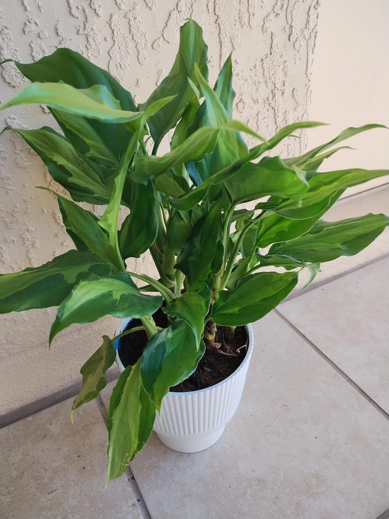 Aglaonema Spathonema Plant - Small Rooted + Free Cutting - Easy Care Houseplant - Aglaonema Plant for Indoor Gardening