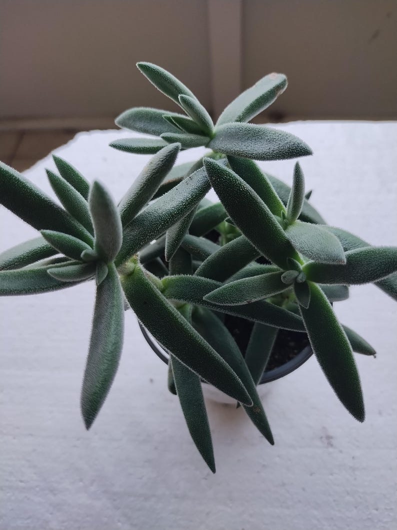 Crassula Plant - Small Pretty in Pewter Succulent - Easy Care Houseplant - Crassula Perfoliata Falcata