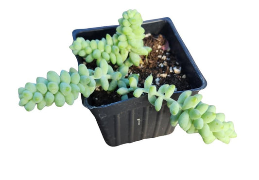 Burro's Tail Plant in 2.5-Inch Pot - Organic Succulent House Plant (Sedum morganianum) by Smoke Camp Crafts