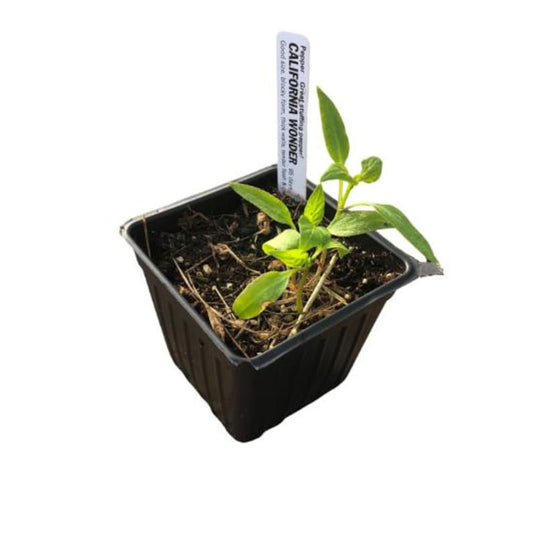 California Wonder Sweet Pepper Plant - 2.5-inch Pot - Capsicum annuum - Thick-Walled Green Bell Peppers, Red When Ripe