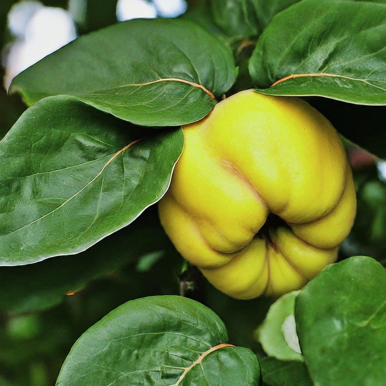 Provence Quince Live Plant - Heirloom Edible Fruit Tree (Cydonia oblonga) - Unique Ornamental with Fragrant Blossoms