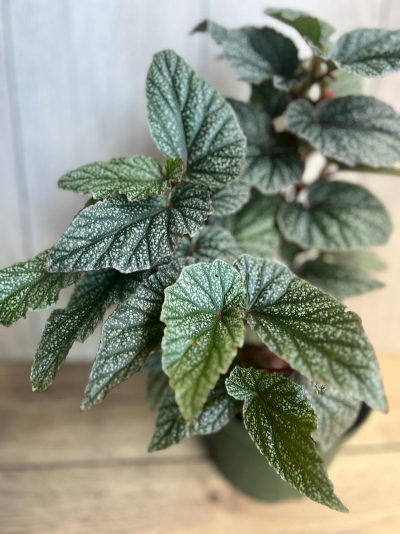 Begonia Snow Capped House Plant in 6" Pot, Elegant Foliage with Silver Edges, Ideal for Indoor & Outdoor Spaces, Begonia spp.