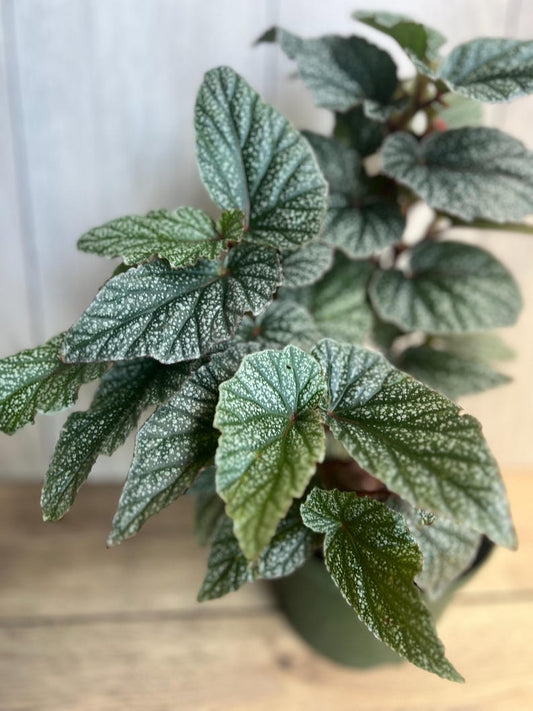 Begonia Snow Capped House Plant in 6" Pot, Elegant Foliage with Silver Edges, Ideal for Indoor & Outdoor Spaces, Begonia spp.