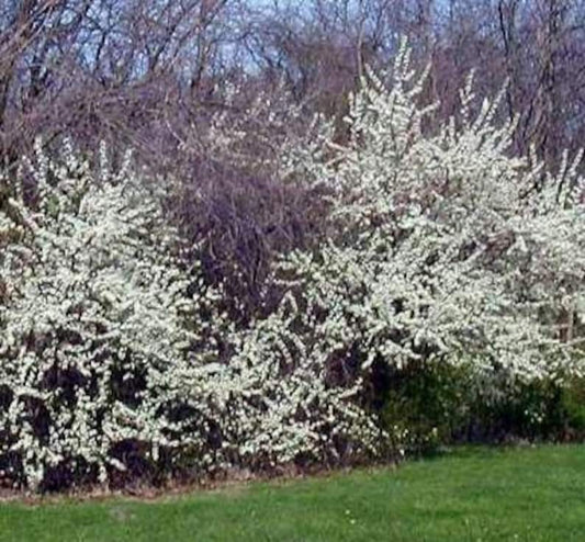 American Plum Tree Seedling 10-14" - Prunus americana - Bareroot Native Tree, Ideal for Landscaping and Wildlife Gardens